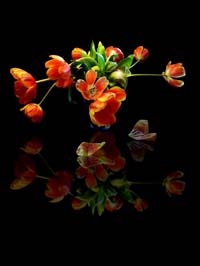 org:/landingpages/45e-prijs scandinavie.jpg